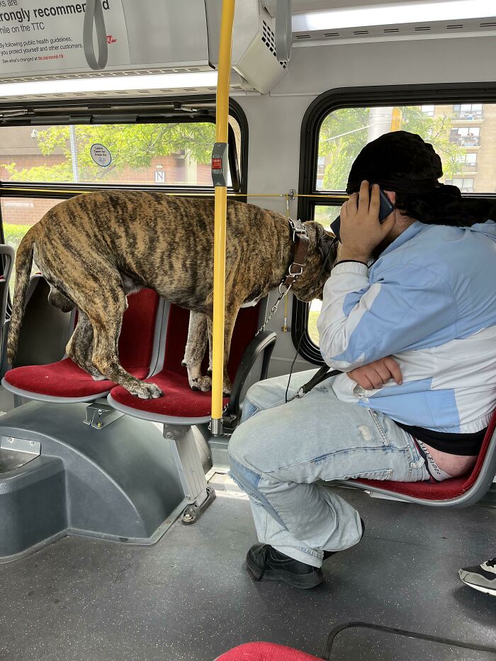 Un chico subió con su perro al autobús y ni siquiera podía controlarlo. El perro ladraba cada 10 segundos. Puntos extras para las nalgas del chico 