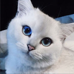 ibnupamungkas avatar