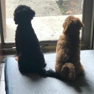 kiersti_cunningham avatar