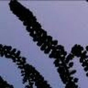 carriemcdonough avatar