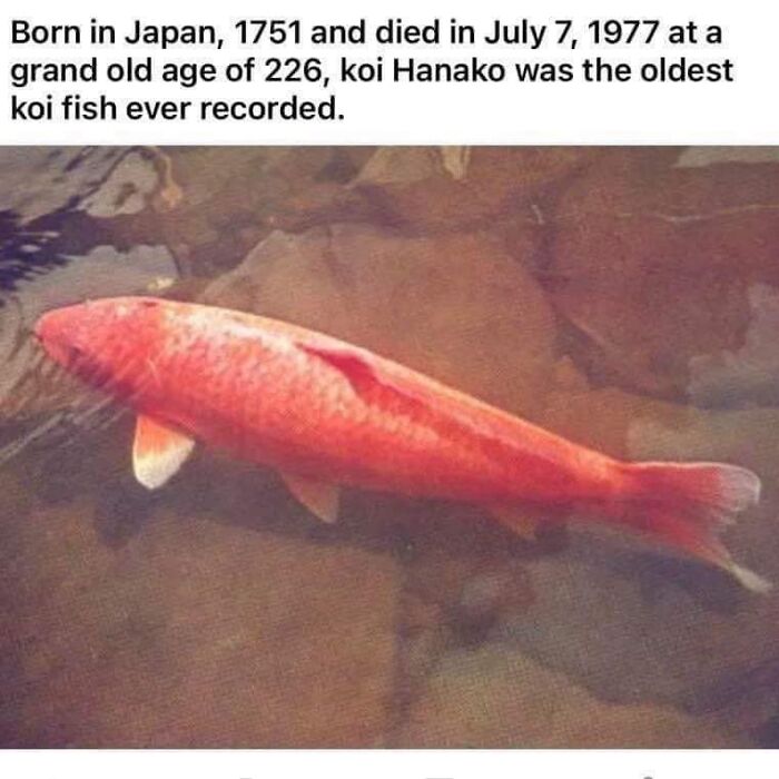 “Hanako” Was The Oldest Koi Fish Recorded