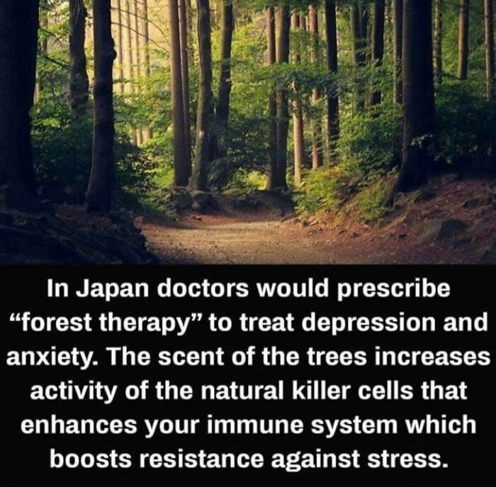 In Japan Doctors Would Prescribe "Forest Therapy" To Treat Depression And Anxiety