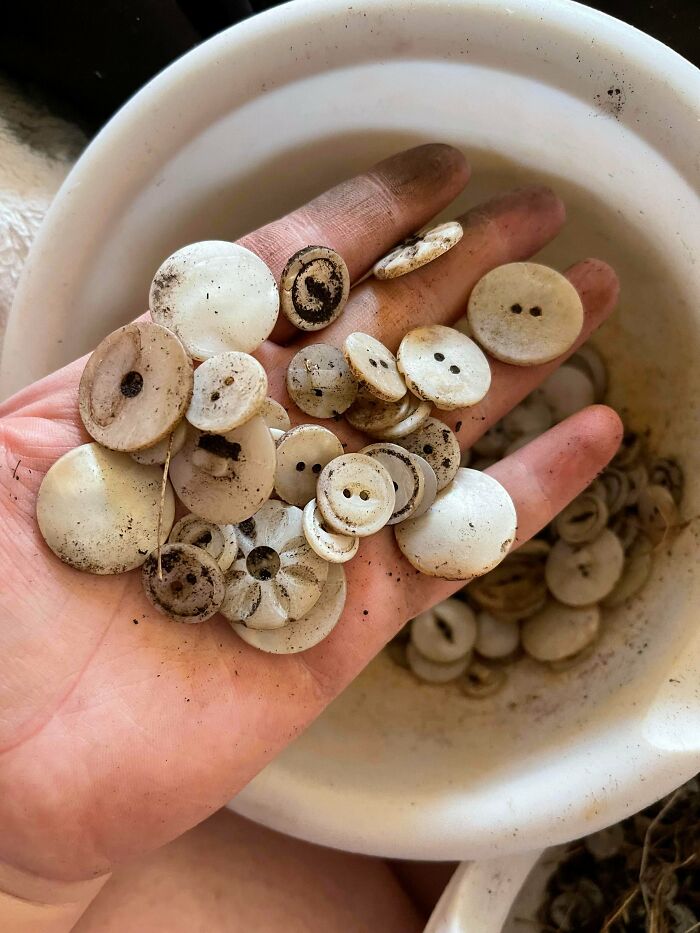 100 Year Old Clamshell Buttons From A Local Pearl Button Factory That Operated In The Late 1900s. I Found Them While Digging A New Garden Bed