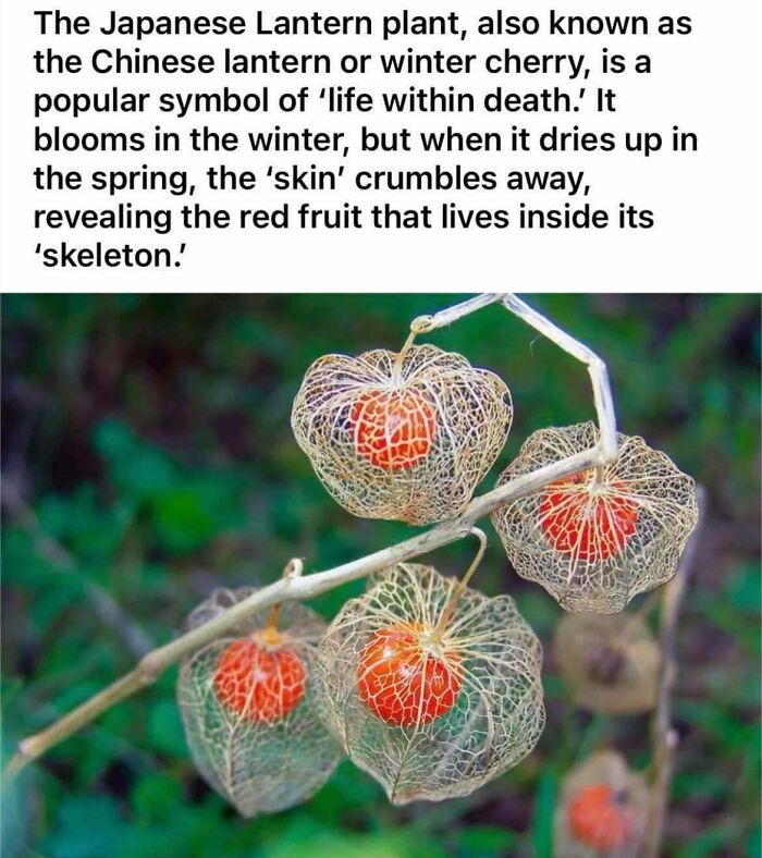 The Japanese Lantern Plant, Also Known As The Chinese Lantern Or Winter Cherry, Is A Popular Symbol Of 'Life Within Death.'