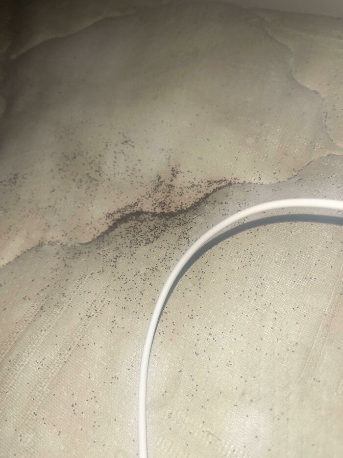 These Little Specs On My Bed? Every Time I Dust Them Off, They Reappear Within 2 Hours And I Have No Idea How. They Just Kind Of… Spawn? It’s Really Grossing Me Out