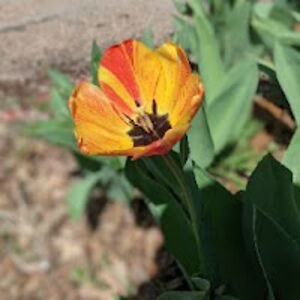 alethabreiner avatar