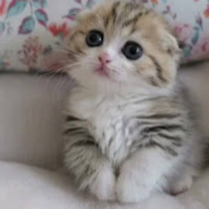 philippplayz1 avatar