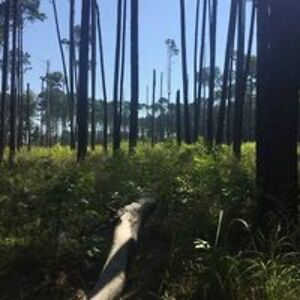 urbandaleladybug avatar