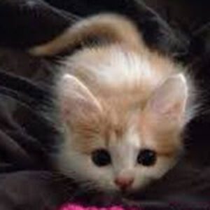 danielsantiago avatar