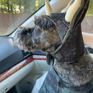 danielle_k_bird avatar