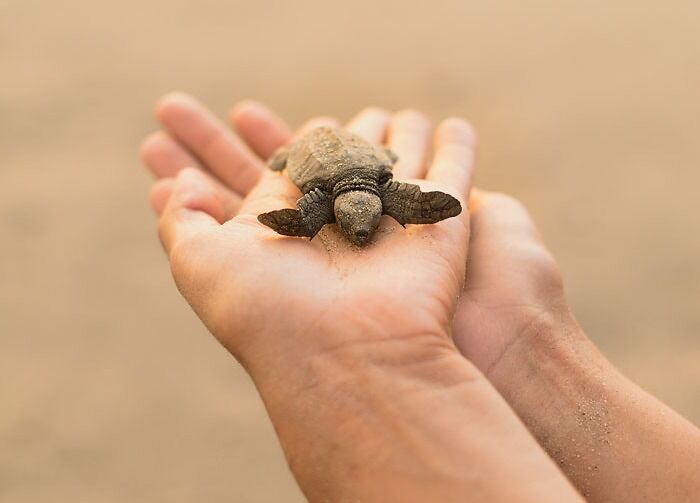 Release Baby Turtles Into The Ocean In Mexico