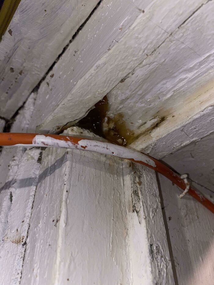 What Is This Sweet Smelling Brown Stuff Coming Out Of My Basement Wall?