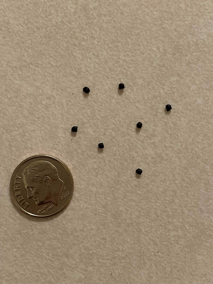Small Black Balls That Came Out Of My Cat’s Fur When Brushing