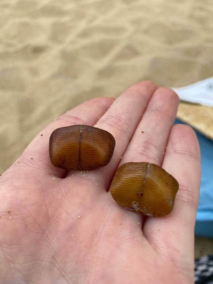 Friend Found Both Together While Diving At Makaha, Hawaii. Orange/Brown, Hard, And Looks Like They Have Layers