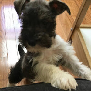 kaylacornielle avatar