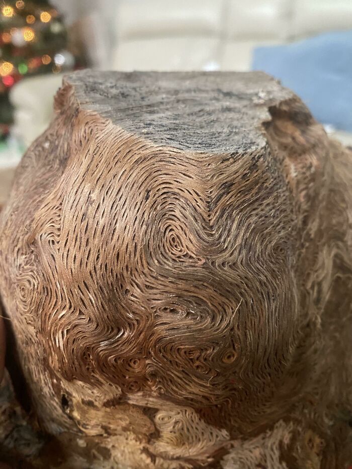 Cut This Burl From An Oak Tree That I Removed From My Dads Property, Now I’m Going To Use It For His Urn. Check Out That Sweet Grain Pattern!