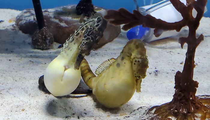 Pregnant Sea Horses At Our Aquarium