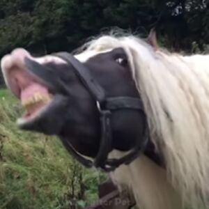 kotoricarroll avatar