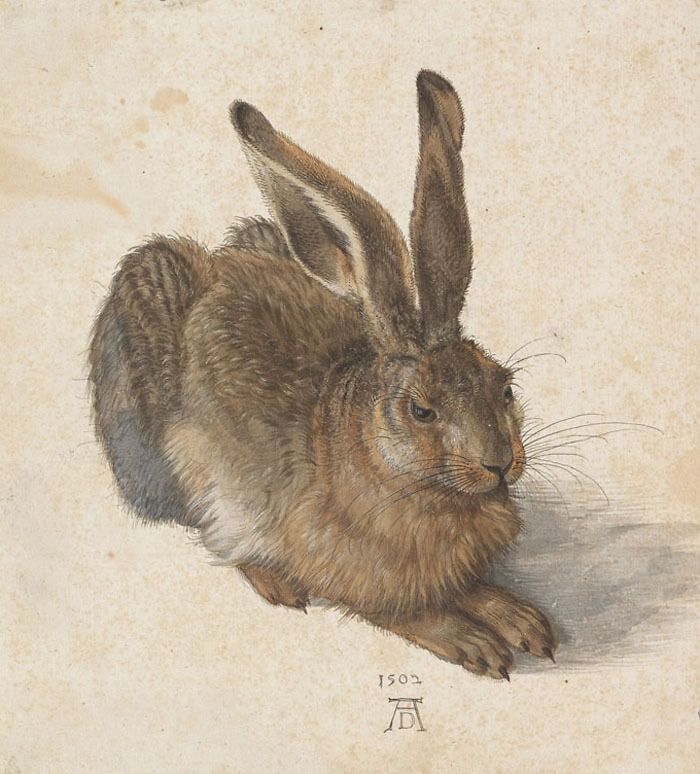 Young Hare (1502) By Albrecht Durer