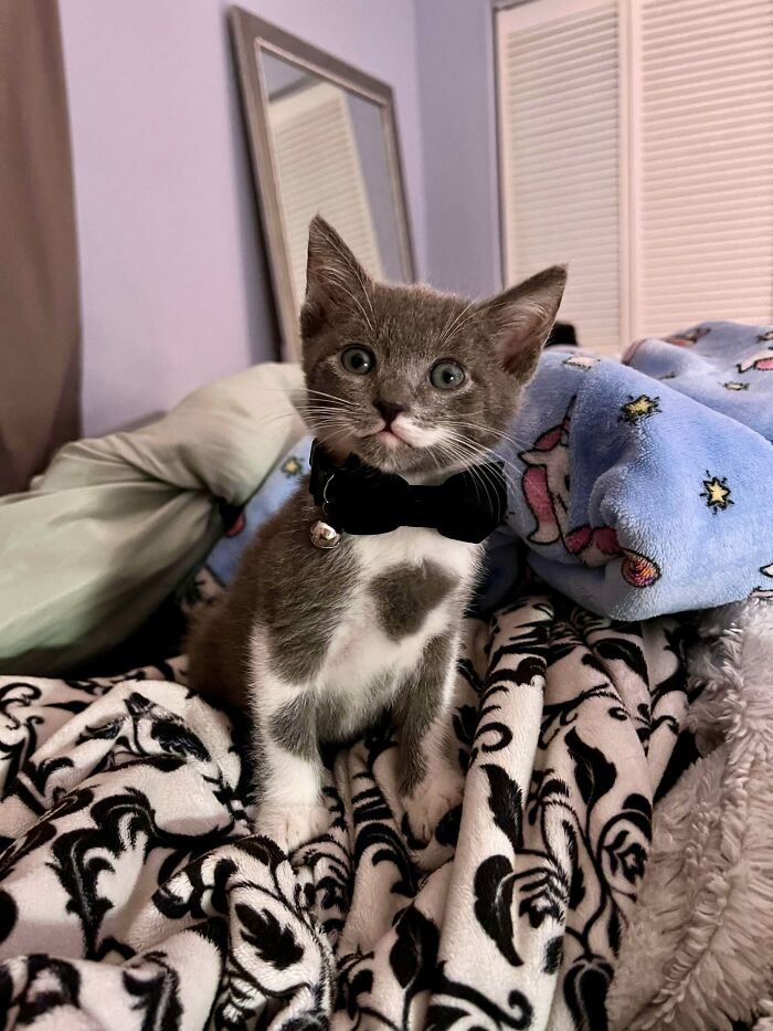 An Update To My Update: Sir Remi Remington And His Mustache Won Me Over. I Couldn’t Part With Him After Fostering Him As A Bottle Feeder And Because He Fit In So Well With The Family. I Officially Adopted Him