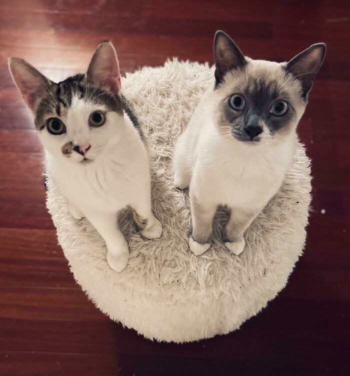 Just Adopted These Brothers, They Seem To Be Waiting For Me To Do Something