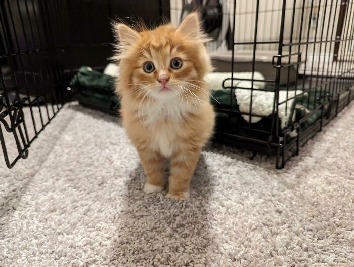 My Fiancé And I Decided To Adopt A New Kitten. Everyone Meet Larry!