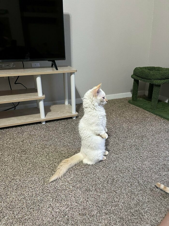 Just Adopted This Cat Who Sits Up Like A Groundhog