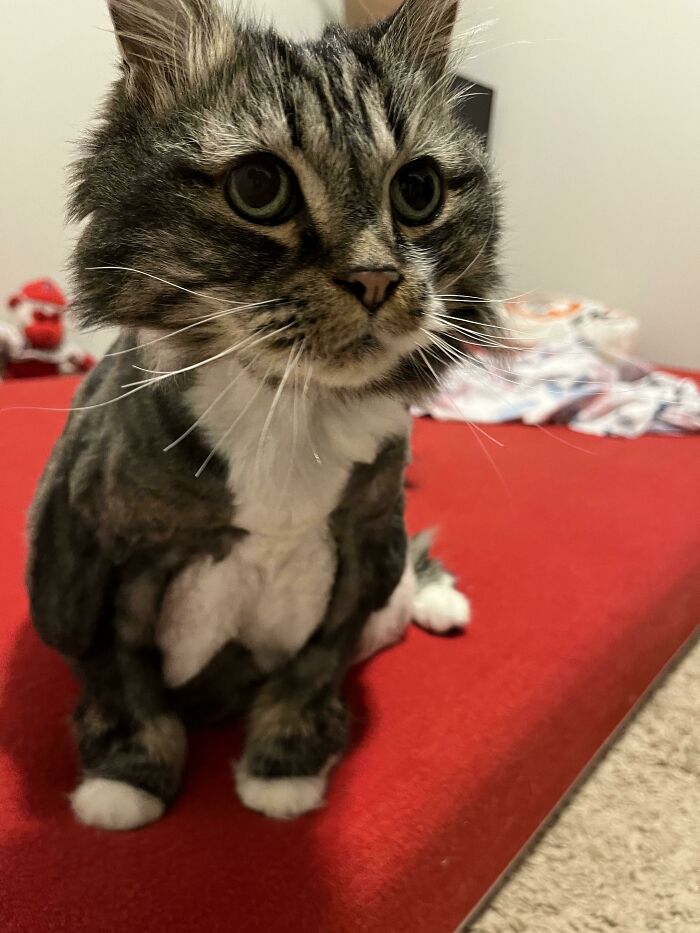 Meet Nala! We Rescued This 14 Yo Beauty And She’s Absolutely Amazing