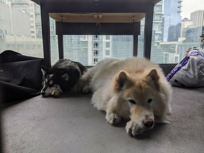 Our New Adoption Yuki (Black) Is Learning Quickly From Hachi