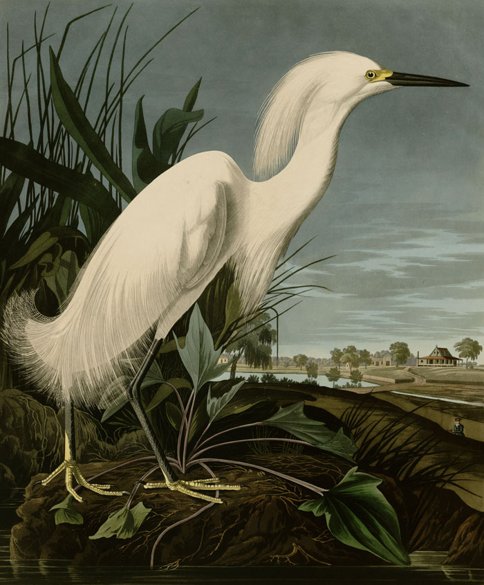 Snowy Heron Or White Egret (1835) By John James Audubon