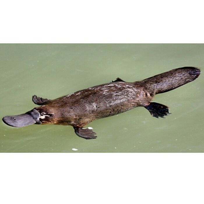 The Platypus, Also Known As The Duck-Billed Platypus Is A Semiaquatic Egg-Laying Mammal Endemic To Eastern Australia, Including Tasmania