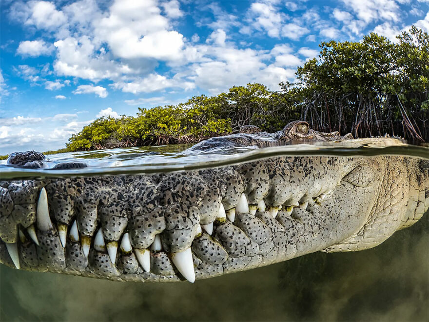 Photo Of The Year: Guardian Of The Mangroves - Tanya Houppermans, Cuba