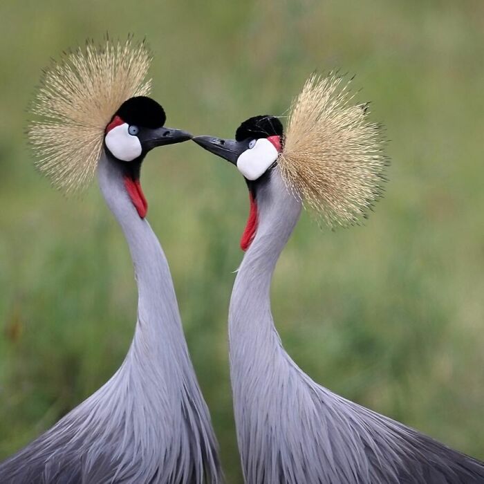 The Grey Crowned Crane Is A Bird In The Crane Family Gruidae