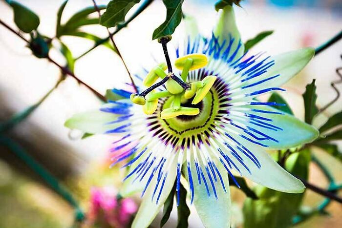 Passiflora, Known Also As The Passion Flowers Or Passion Vines, Is A Genus Of About 500 Species Of Flowering Plants, The Namesakes Of The Family Passifloraceae
