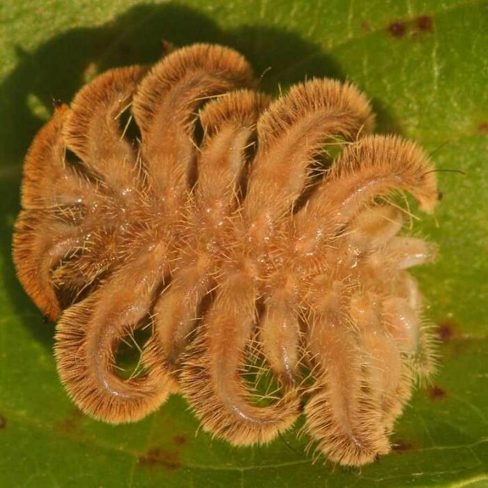 Monkey Slug Caterpillar A.k.a. A Hag Moth Caterpillar (Phobetron Pithecium)