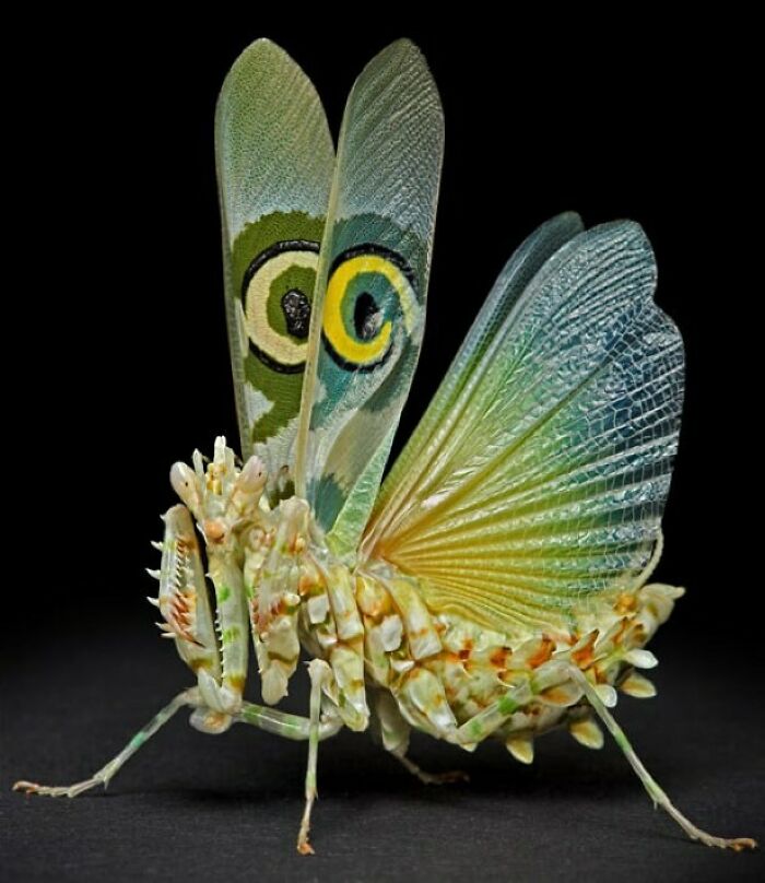 Flower Mantises Are Those Species Of Praying Mantis That Mimic Flowers