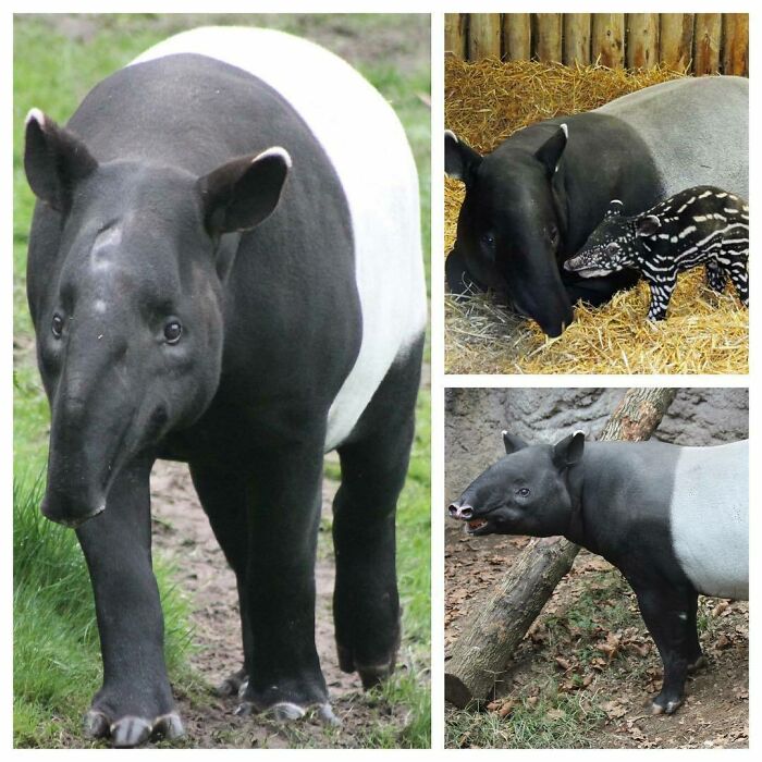 The Malayan Tapir, Also Called The Asian Tapir, Is The Largest Of The Five Species Of Tapir And The Only One Native To Asia