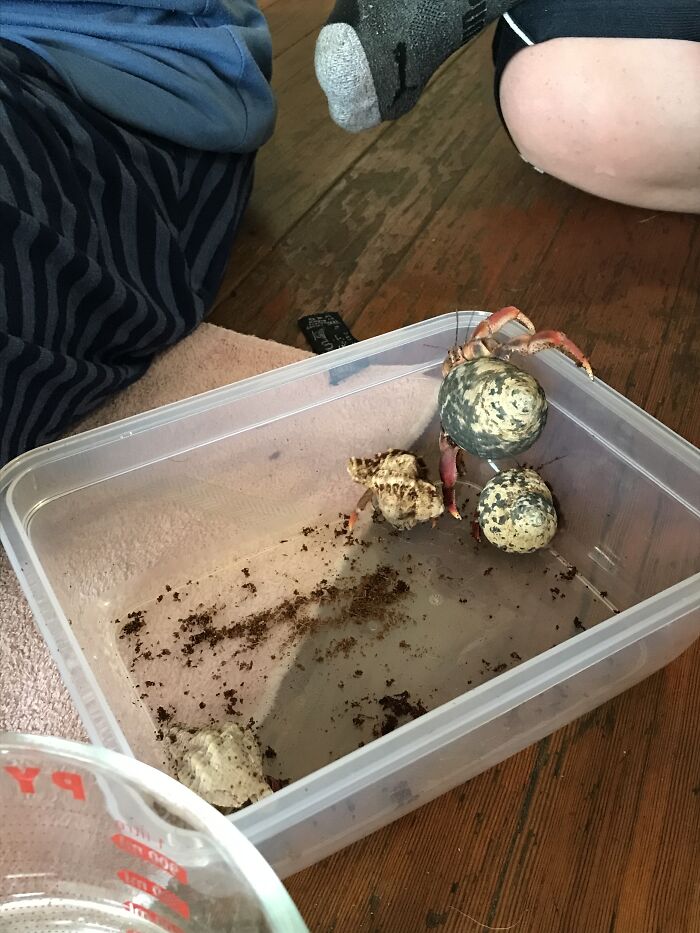 These Are My Hermit Crabs, And While They Don't Have "Toe Beans," The Are Quite Adorable, In My Opinion. In This Picture They Formed A Pyramid In Order To Escape The Tupperware We Put Them In While Cleaning Their Crabitat