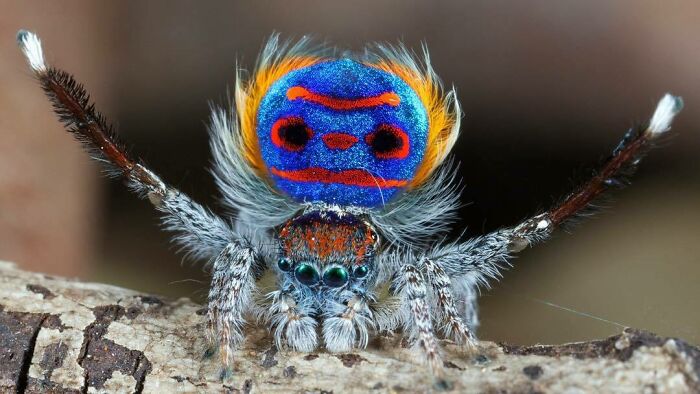 Maratus Volans: Commonly Known As The Peacock Spider, Due To The Brightly Colored, Circular Flap In The Male’s Abdomen