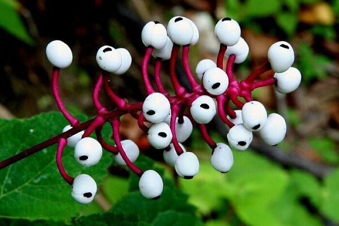 Doll's Eyes (White Baneberry) Is A Species Of Flowering Plant In The Genus Actaea, Of The Family Ranunculaceae, Native To Eastern North America