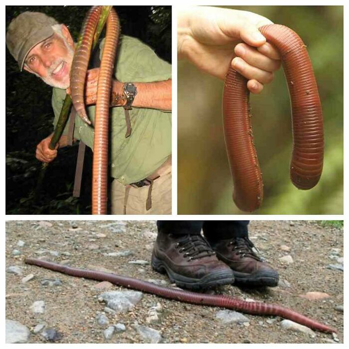 The Giant Gippsland Earthworm, Megascolides Australis, Is One Of Australia's 1,000 Native Earthworm Species