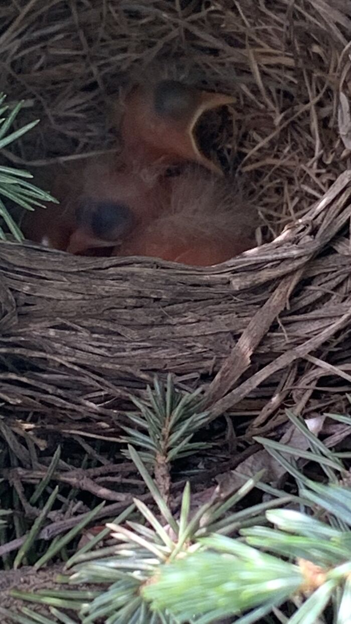 These Baby Birds I Had In Our Yard Last Spring