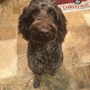 leahs_creations avatar