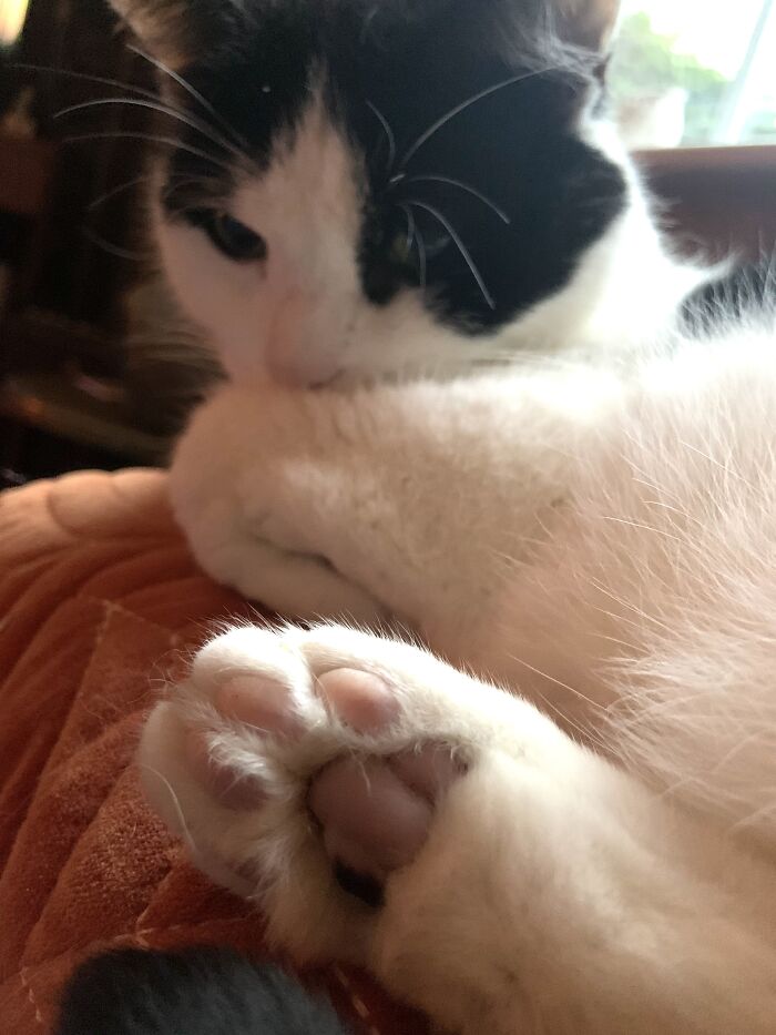 Professor Pickle Has One Single Adorable Black Bean, All Others Are Pink