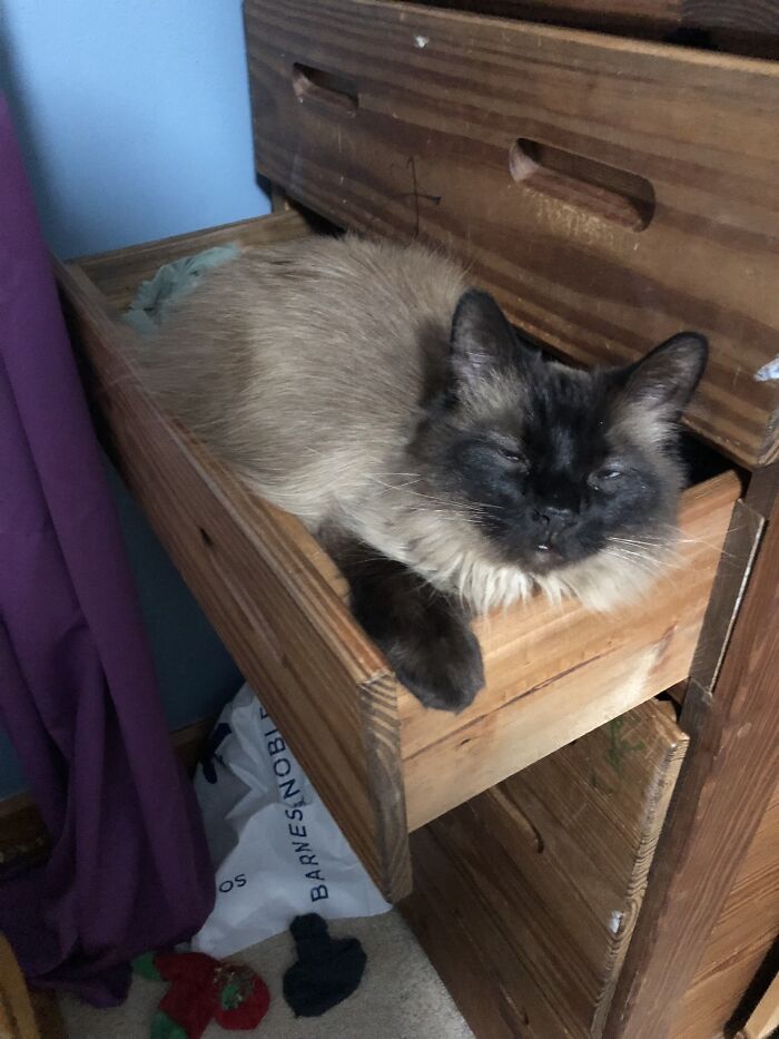 My Cat Likes To Nap It My Sweater Drawer. I Love Him To Pieces