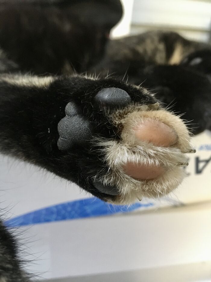 Our Officecat Has Two-Tone Beans 🤍🖤