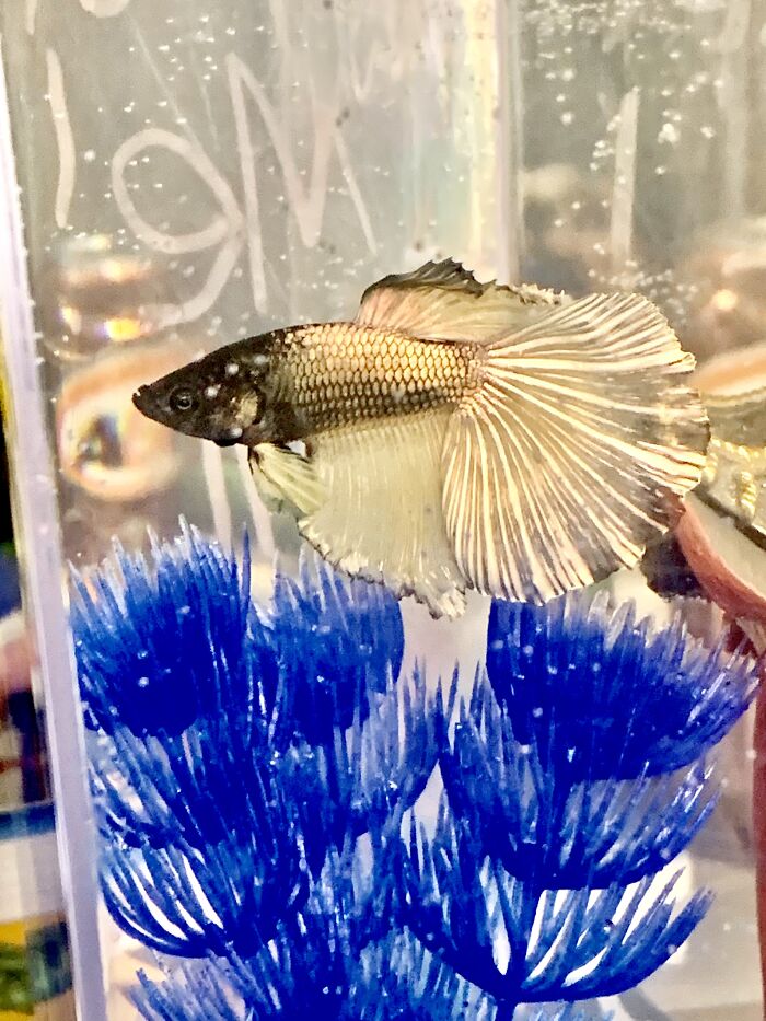 Blub, Blub Blub Blub. Blub Blub Blub Blub, Blub. (His Name Is Toby)