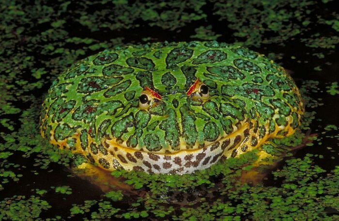 The Ornate Horned Frog (Ceratophrys Ornata) Is One Of Several Species Of Horned Frogs Native To The Tropical And Montane Rain Forests