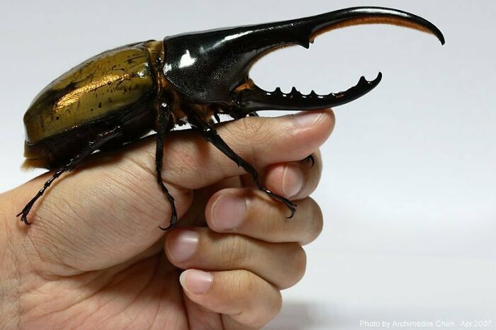 The Hercules Beetle (Dynastes Hercules) Is The Most Famous And The Largest Of The Rhinoceros Beetles