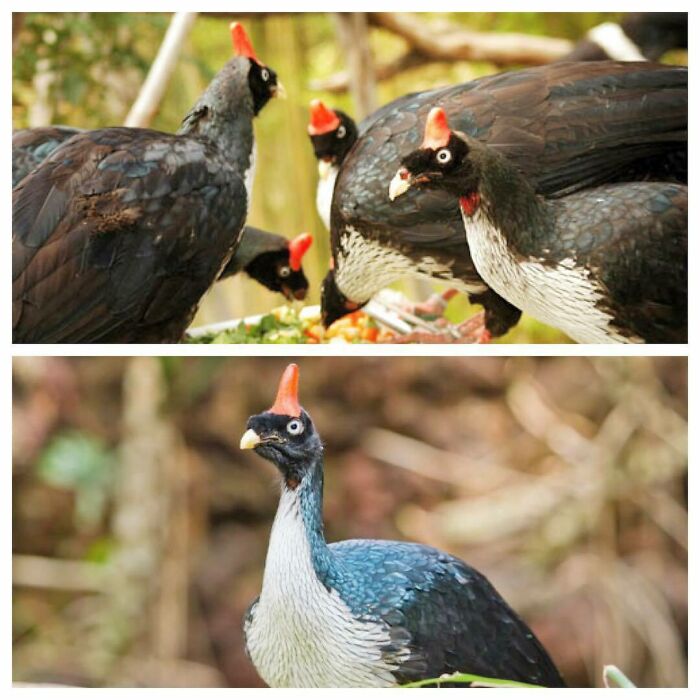 The Horned Guan (Oreophasis Derbianus) Is A Large, Approximately 85 Cm Long, Turkey-Like Bird With Glossed Black Upperparts Plumage, Red Legs, White Iris, Yellow Bill And A Red Horn On Top Of Head